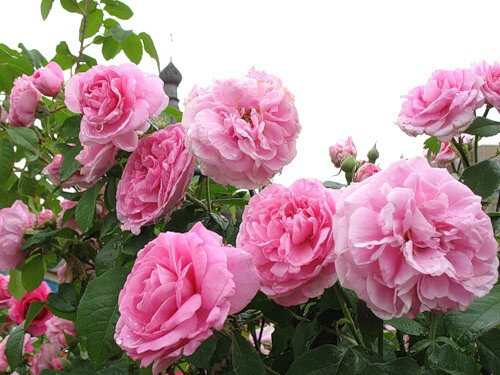 https://plant-growing.com/sadovye/rozy/chajnaja-roza.html