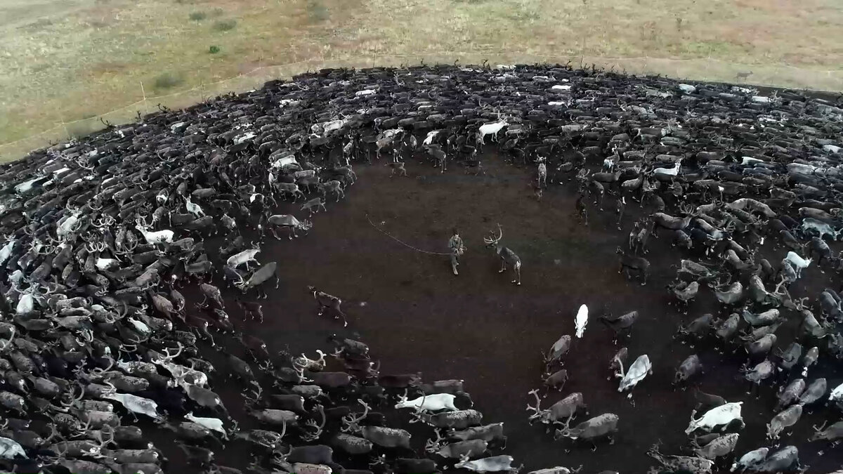 Человек и много собак. Носуха нельсона. Оленеводческое стадо. Остров фраджост кошачий. Зверь у здания оон тигр с ногами.