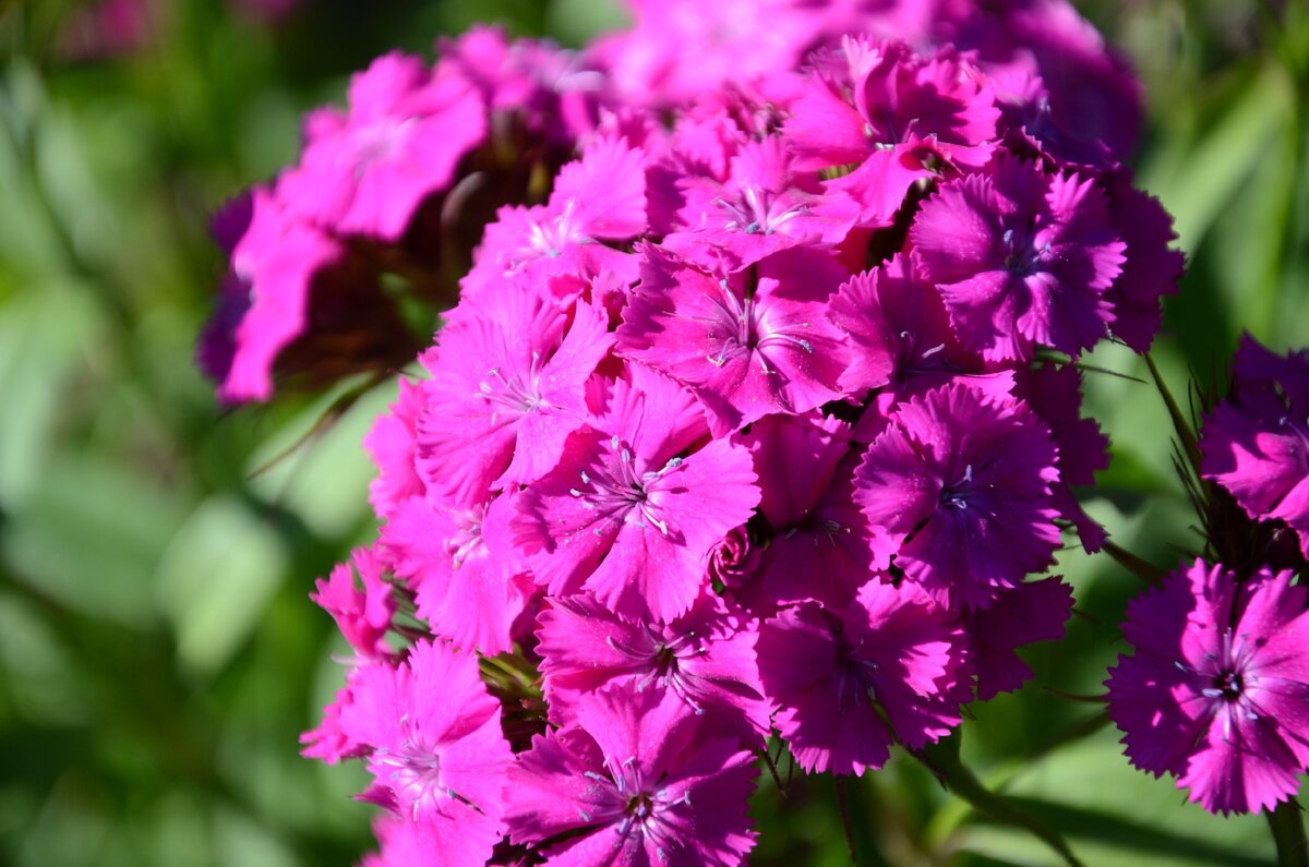 Диантус, гвоздика (турецкая). Гвоздика турецкая (Dianthus barbatus). Гвоздика бородатая - Dianthus barbatus. Гвоздика бородатая турецкая фиолетовая гора.