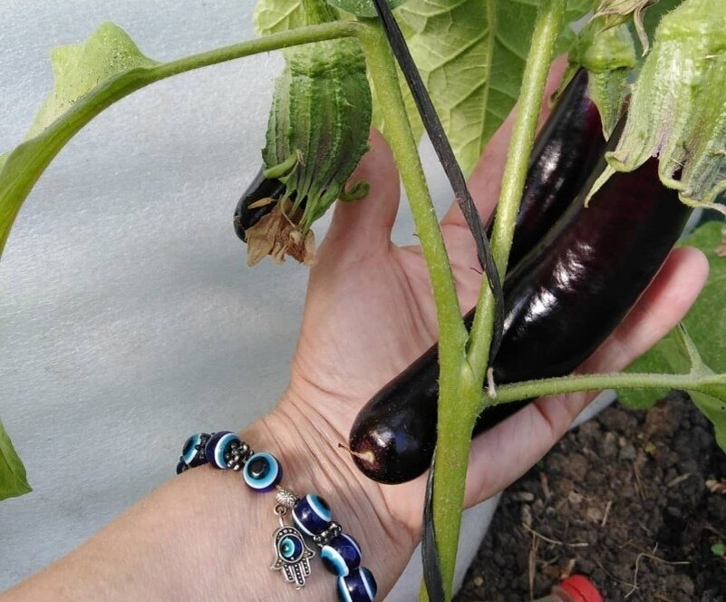 Источник фото https://www.instagram.com/p/CBA7lbHitGU/