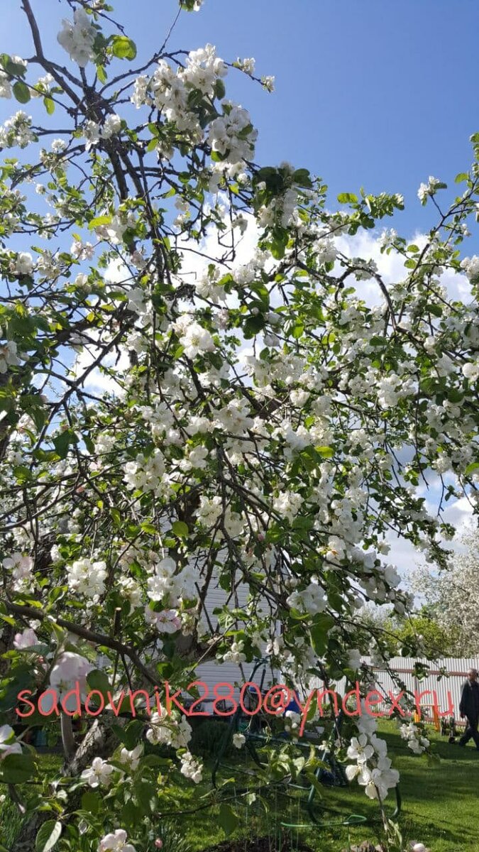 Фото автора Алесад. Урожай яблок был сумасшедший.