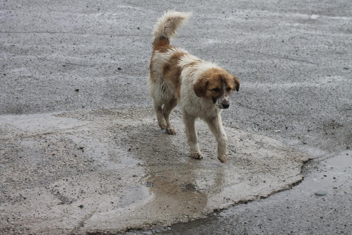 фото автора,Гагра