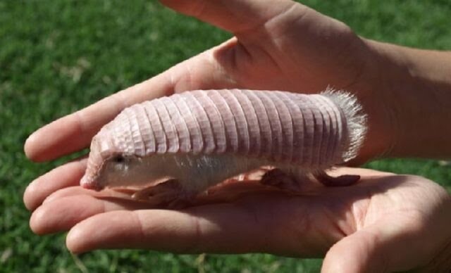 Розовый броненосец. Источник https://www.google.ru/imghp