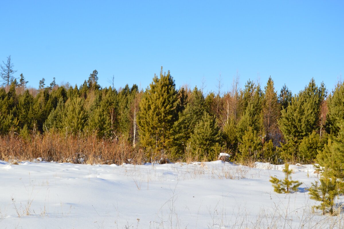 Сибирские леса зимой