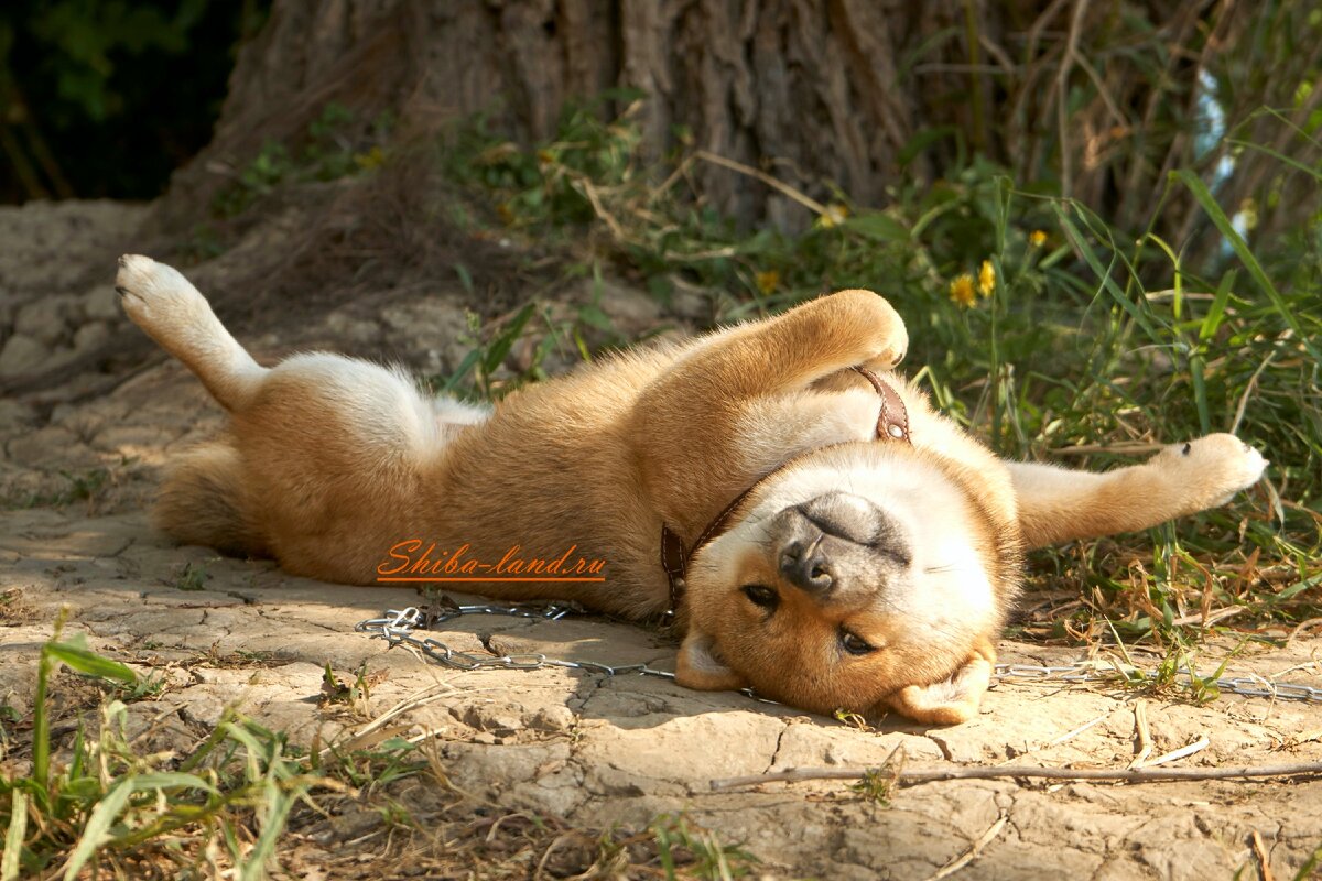 Щенок сиба-ину на отдыхе.