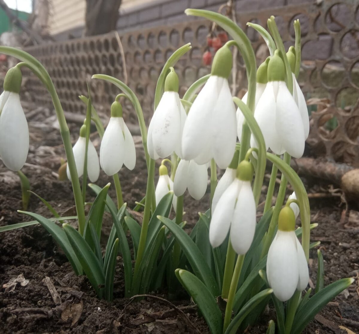 Фото автора. Подснежники