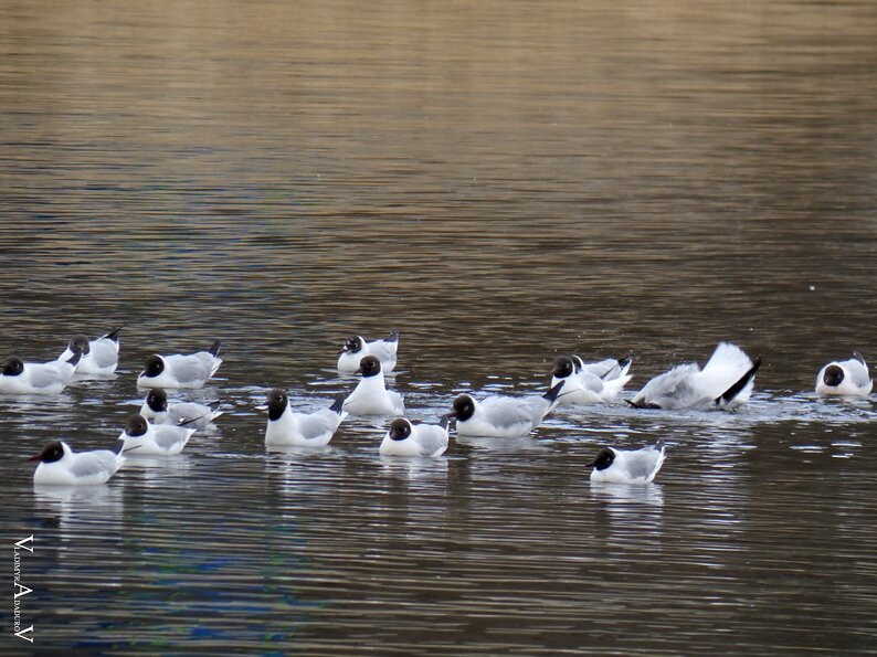 Дети подумали, что утки. Фото Владимира Ададурова.