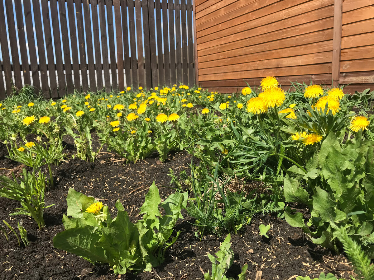 У меня такой проблемы нет, так как из цветов на участке только одуванчики)