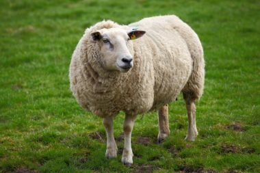 Мериносовая овечка