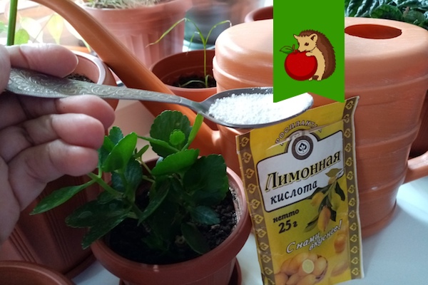Какие комнтаные растения обязательно нужно поливать подкисленной водой?0