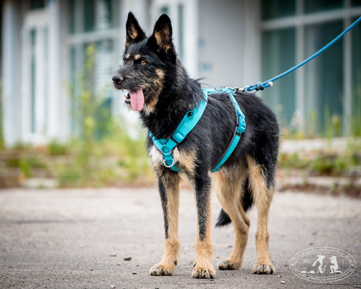 Берти! Вам он кажется серьезным? - Есть немного! Но больше, он старался для фотографии. А еще потому, что было много народу, много внимания. Много всего нового! На самом деле он молод, много "ветренный", как и герой в честь которого он назван. Но и как его герой - очень добр!