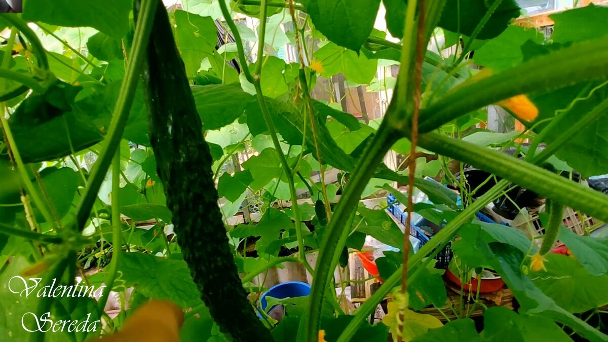 Китайский Холодостойкий растет  до полуметра