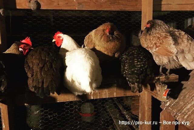 освещение в курятнике. подсветка для курятника. бабушка в курятнике. освещение для кур несушек. курятник для несушек.