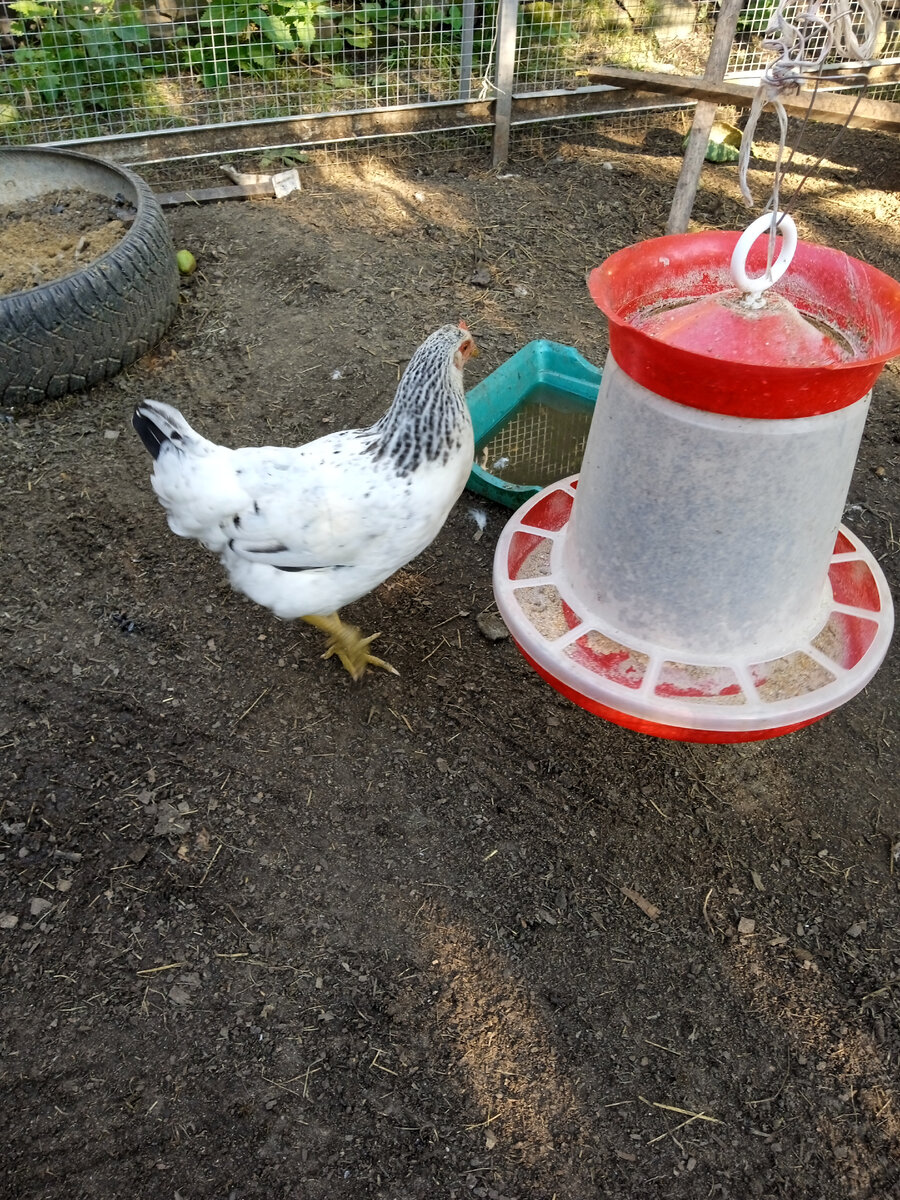 Эта по окрасу похожа на Адлерскую.