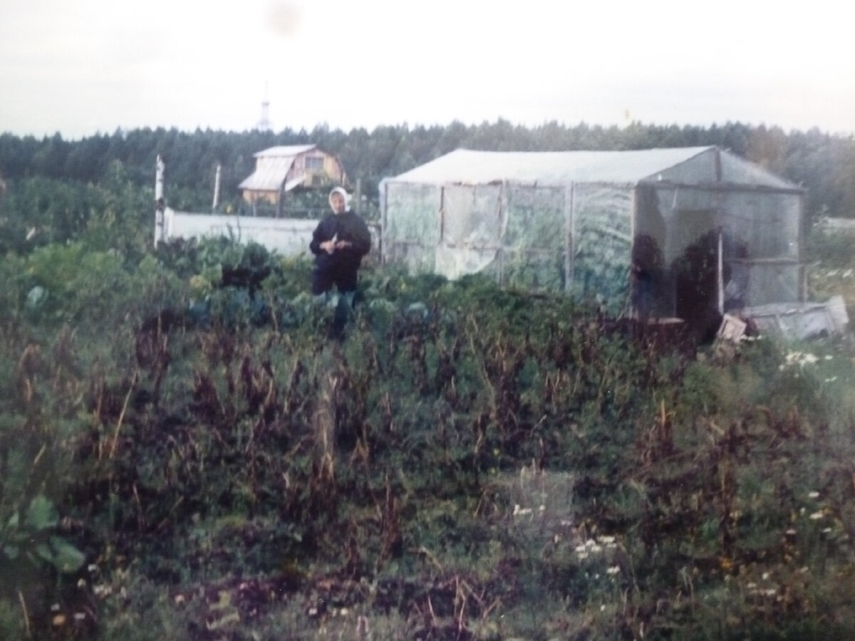 Вот такая теплица стала первой постройкой на участке)))