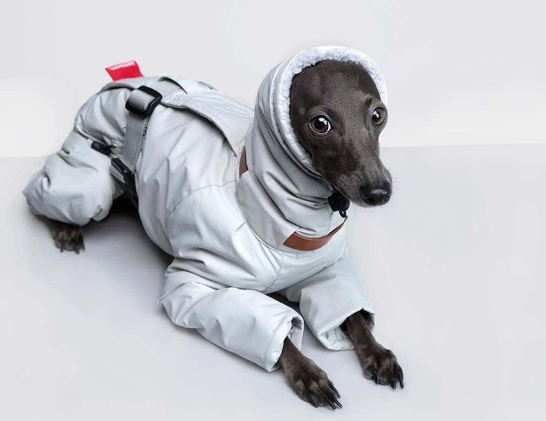 Для этой собаки одежда — это не хозяйская прихоть, а необходимость. Особенно для наших широт, к которым левретки не приспособлены. 