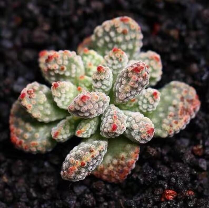 РЎСѓРєРєСѓР»РµРЅС‚ Titanopsis