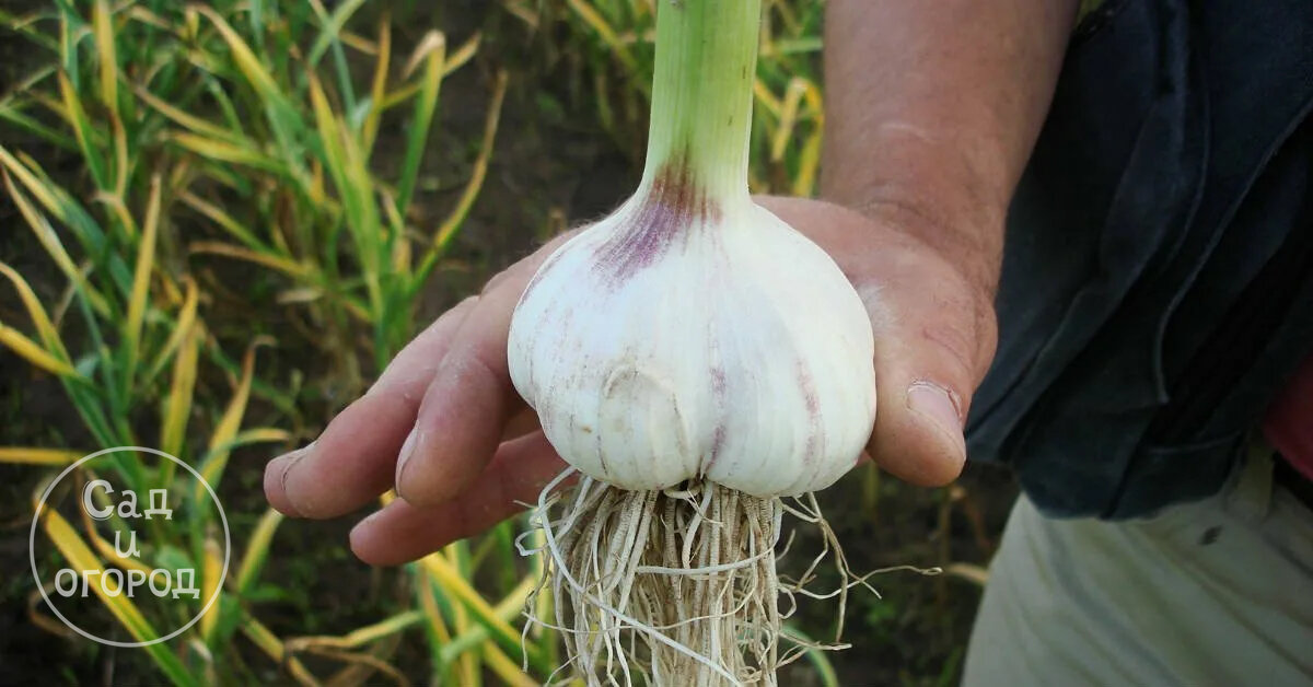 Таких размеров чеснок легко вырастить на участке