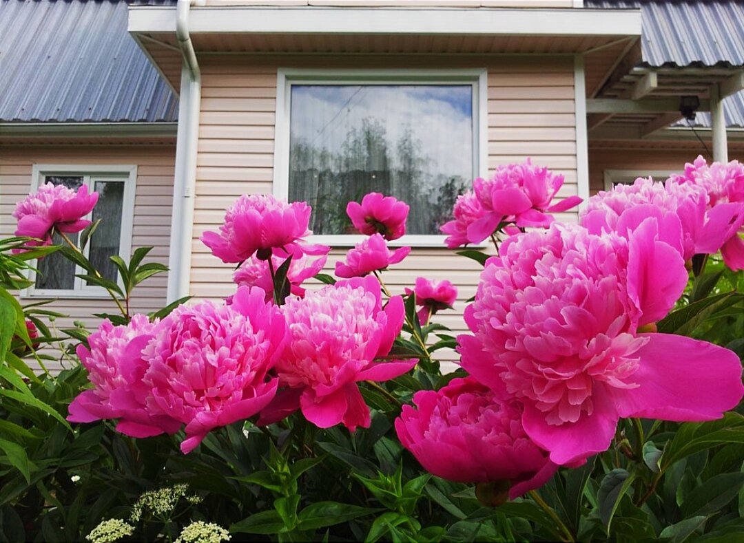 Какие же они роскошные!