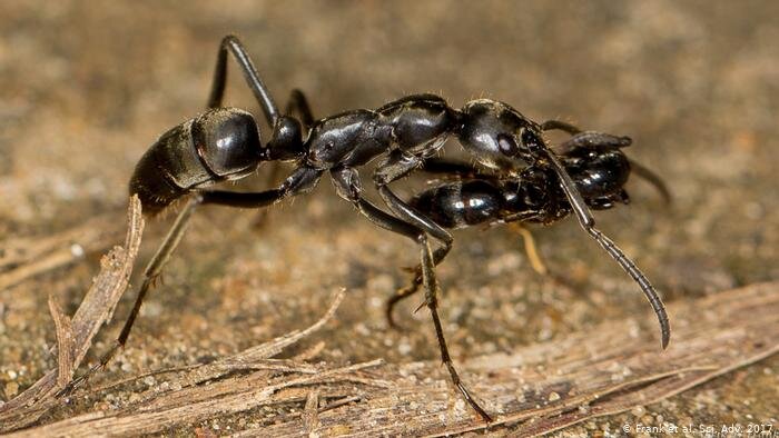 Оказывается, в мире животных тоже существуют самоубийцы. Эти насекомые, между прочим, совершают сей обряд "из благородных целей".  Речь идет о "муравьях камикадзе" из рода "Camponotus".-2