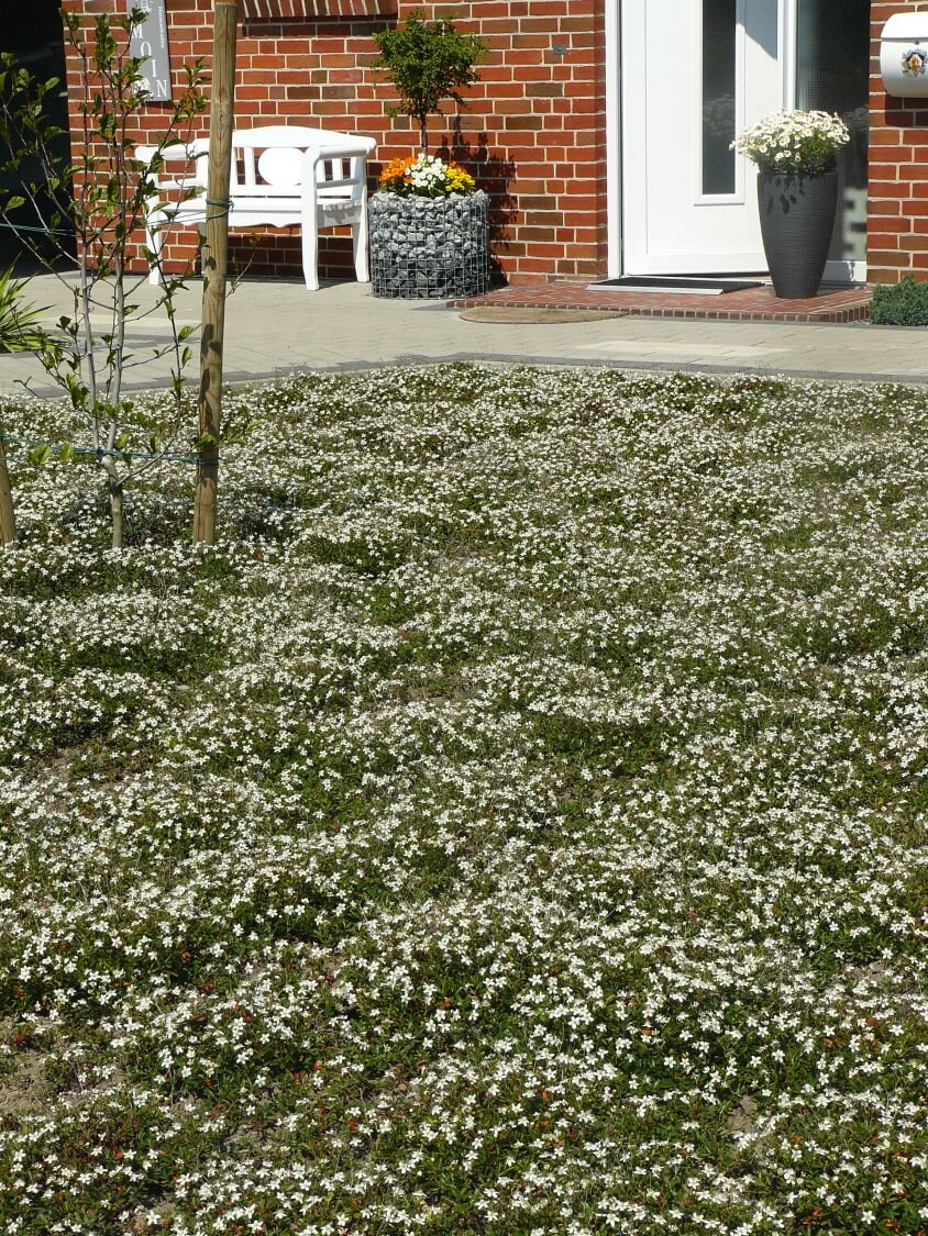 Ковровая посадка Sibbaldiopsis tridentata «Nuuk». Фото с сайта https://www.baumschule-horstmann.de/bilder/community/popup/fingerstrauch-nuuk-m000119-193676-0.JPG 