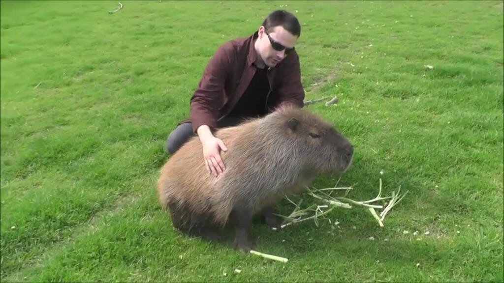 Капибара - самый большой грызун в мире. Изображение найдено в Яндекс-картинках.