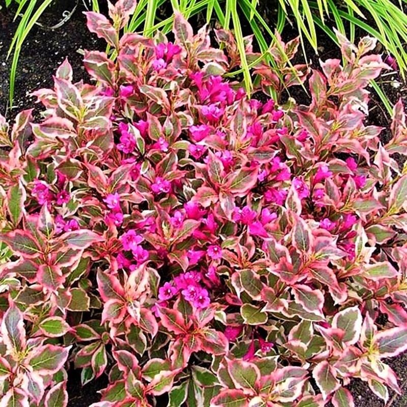 Листайте галерею для просмотра. Сорт вейгелы Аll Summer Monet. Фото с сайта: https://balsad.com.ua.