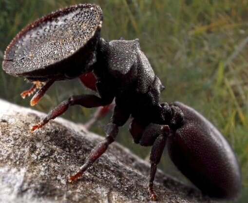 Голова-пробка.   Источник: https://planetexotic.ru