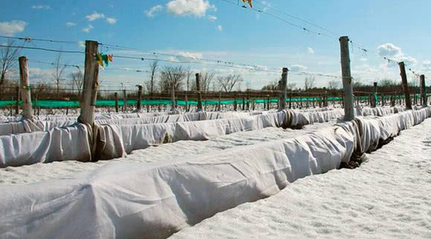 Укрытие винограда воздушно-сухим способом. Фото https://vosadu-li-vogorode.ru/