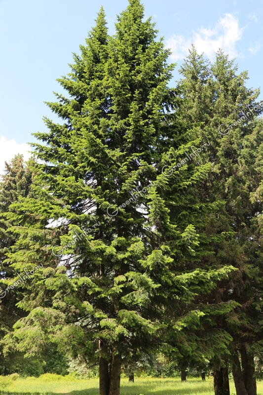 Пихта сибирская (Abies sibirica)