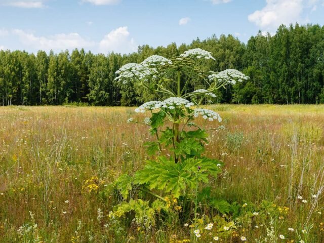 Борщевик Сосновского (Heracleum sosnowskyi)