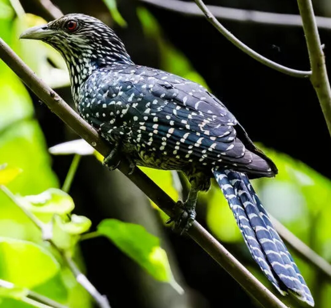 Считается, что девушка превратилась в птицу китайский коэль, которая издаёт звук, похожий на "чжаогу"