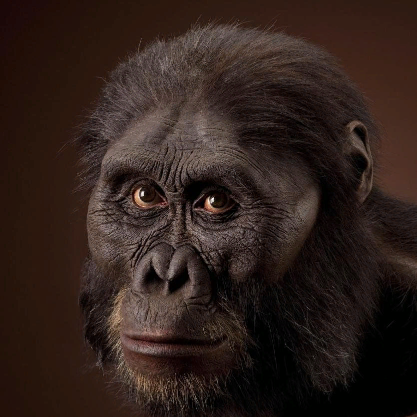 Человекообразные предки человека. Австралопитек афарский. Australopithecus Afarensis (австралопитек афарский). Австралопитек Эфиопский. Мисс плэз австралопитек.