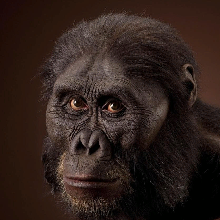 Австралопитеки шимпанзе. Австралопитек афарский. Australopithecus Afarensis (австралопитек афарский). Австралопитек Эфиопский. Мисс плэз австралопитек.