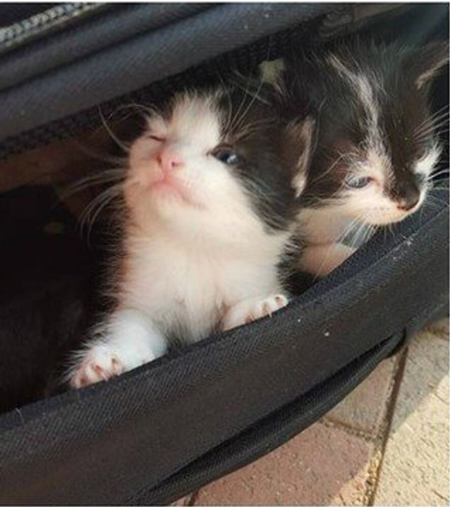 Котята. Источник фото: https://www.portaldoanimal.org/gatinhos-bebe-abandonados-sao-encontrados-dentro-de-mala-com-bilhete-ajude-nos/