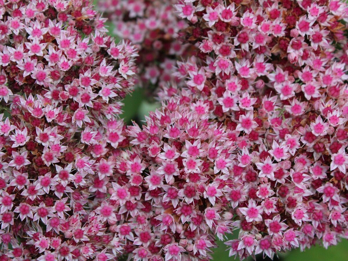 Очиток ложный «пурпурный ковер». Фото с сайта pixabay.com