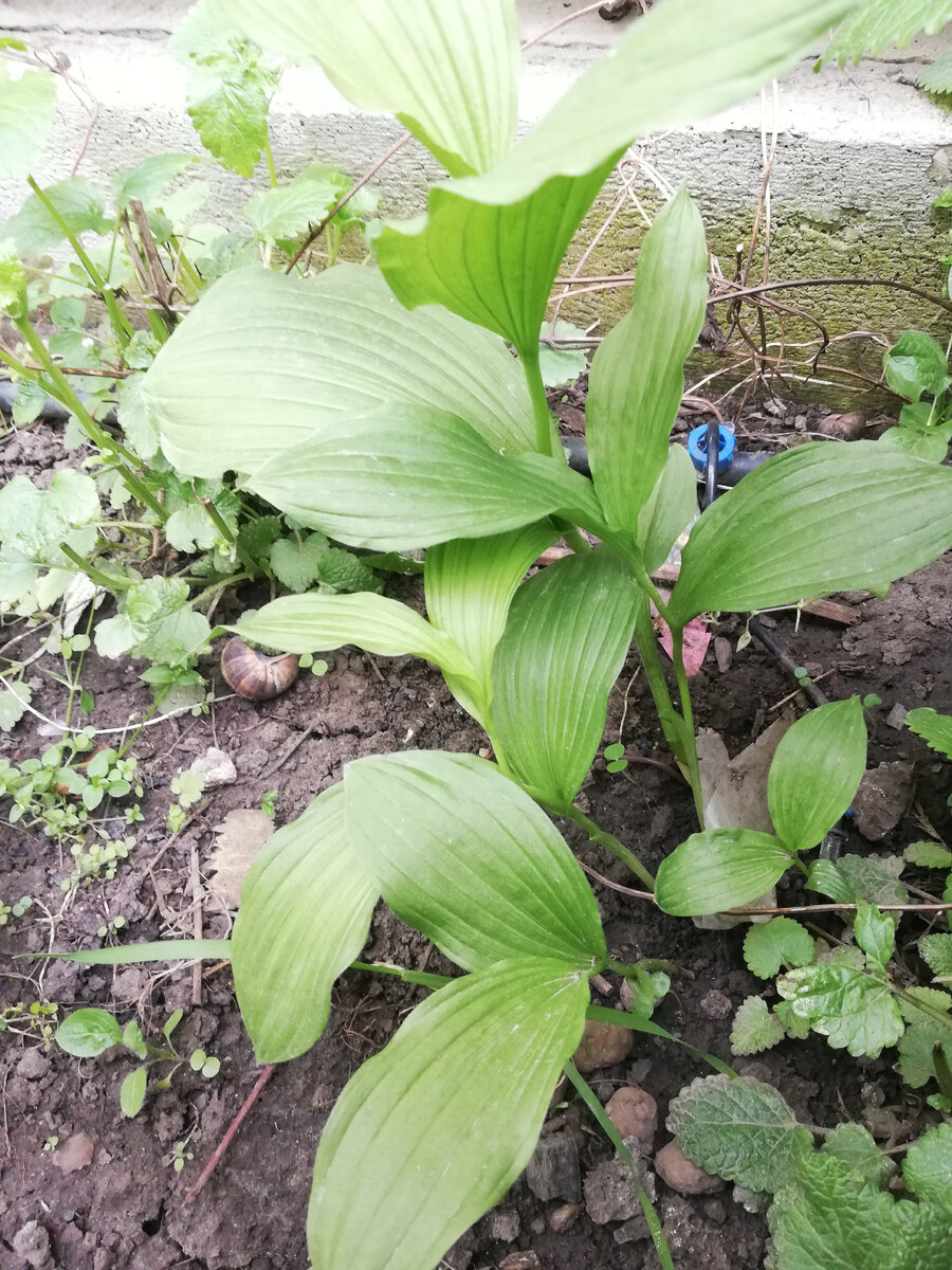 видно, что внизу лезут молодые ростки