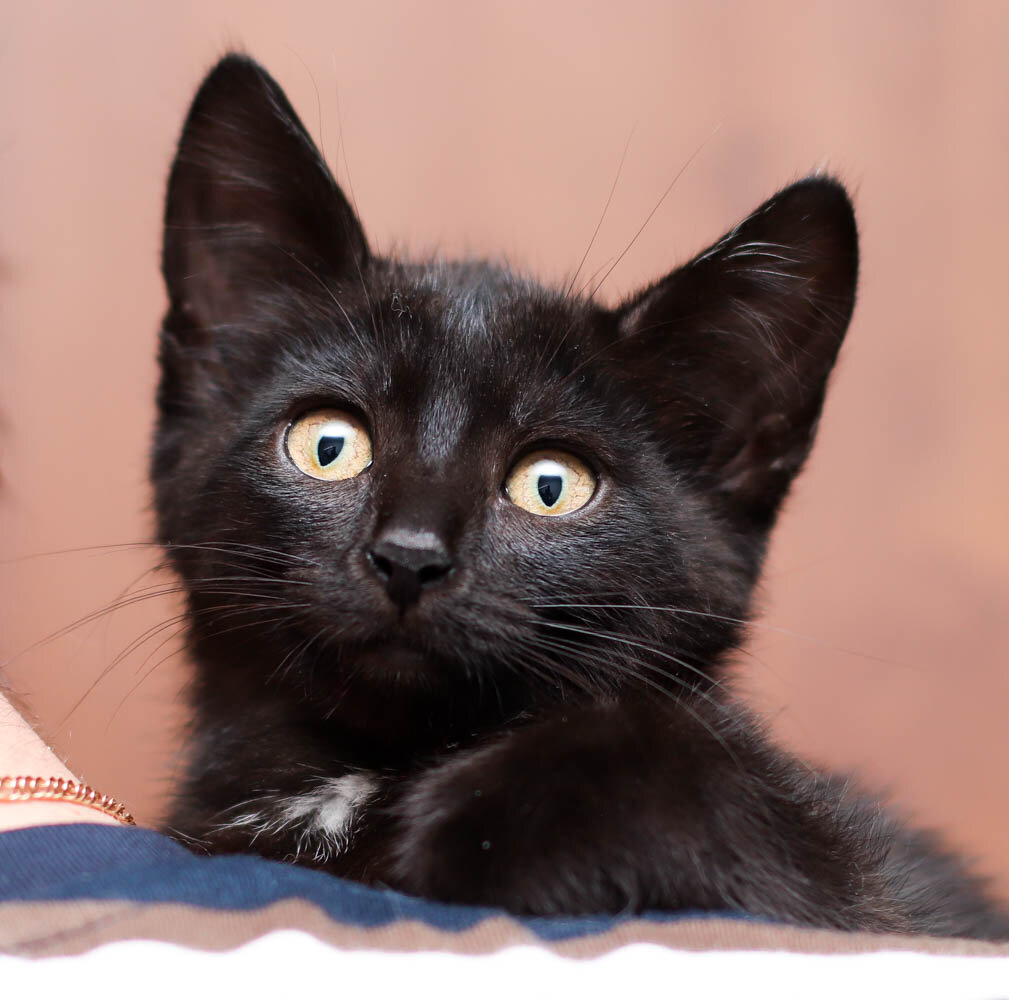 Обладательница шерсти цвета"воронова крыла"