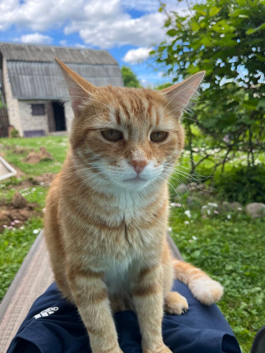 Котнадзор изучает участок, чтобы не купить "кота в мешке"