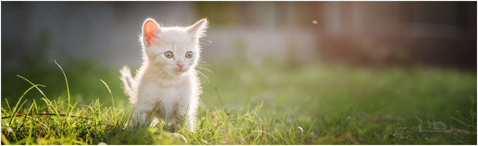 Картинка взята с ресурса: https://stock.adobe.com/ru/search/free?k=котенок+у+забора&search_type=usertyped&asset_id=359118362