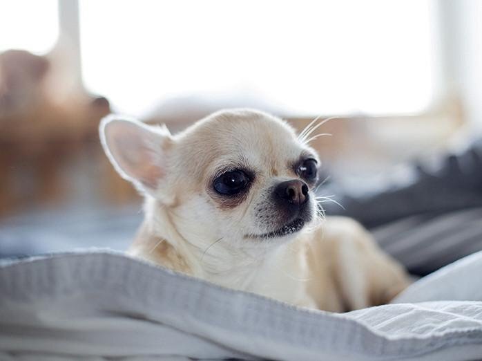 Маленькие собачки вроде папильонов, чихуахуа и той-терьеров - не самая подходящая компания для вашего ребенка. Эти собаки не любят вольностей в свой адрес и, как правило, значительно агрессивнее своих сородичей. К тому же их редко воспитывают владельцы, мотивируя это их малым размером: «Ну кого эта крошка может обидеть?». Ответ очевиден – ребенка.