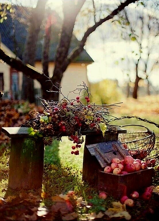 Сад осенью, яблоки