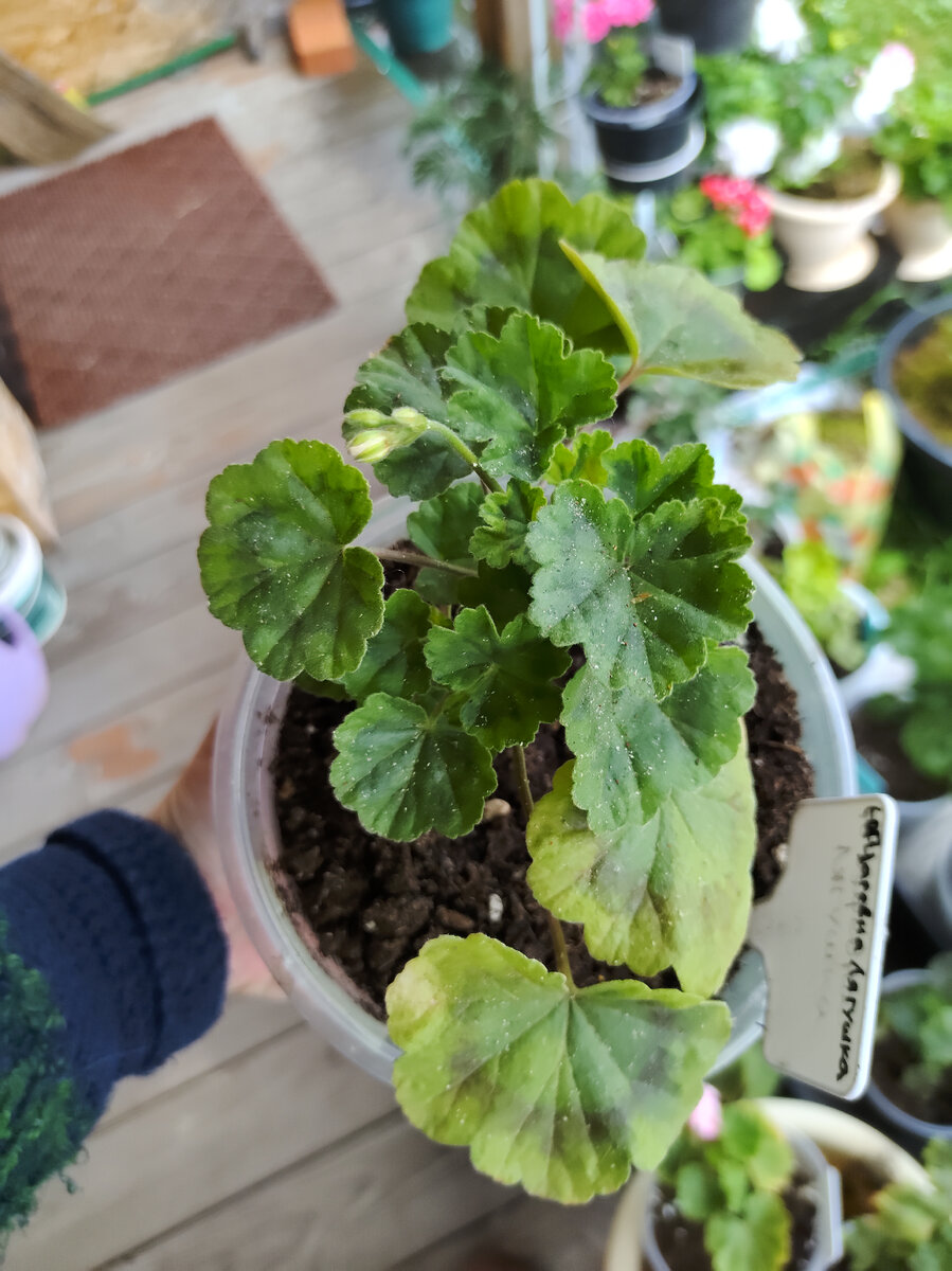 Пеларгония ЮГ Царевна Лягушка