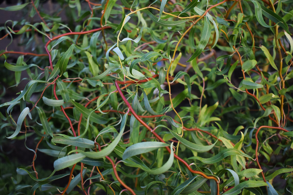 Ива змеевидная. Ива Матсудана. Ива Salix matsudana. Ива Матсудана Erythroflexuosa. Ива Извилистая желтокорая.