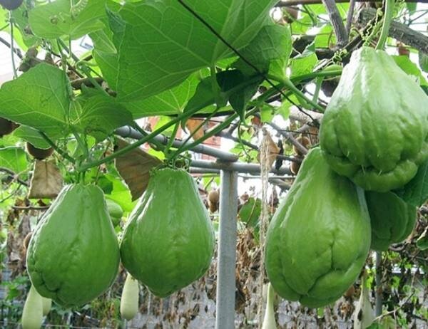 И кто сказал, что фермерство, это только про картошку и морковь с коровами!? Сегодня хотим вам рассказать о необычных фермерских хозяйствах:

1.-6