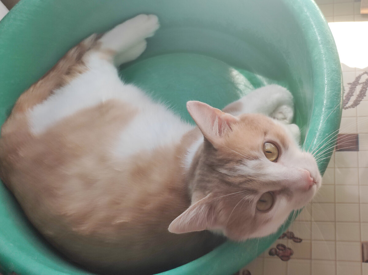 Тот самый таз 