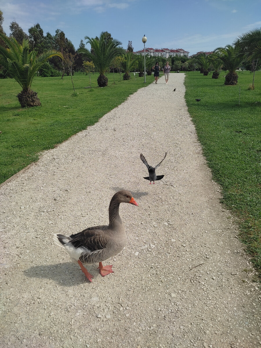 Птицы в парке фото автора. 
