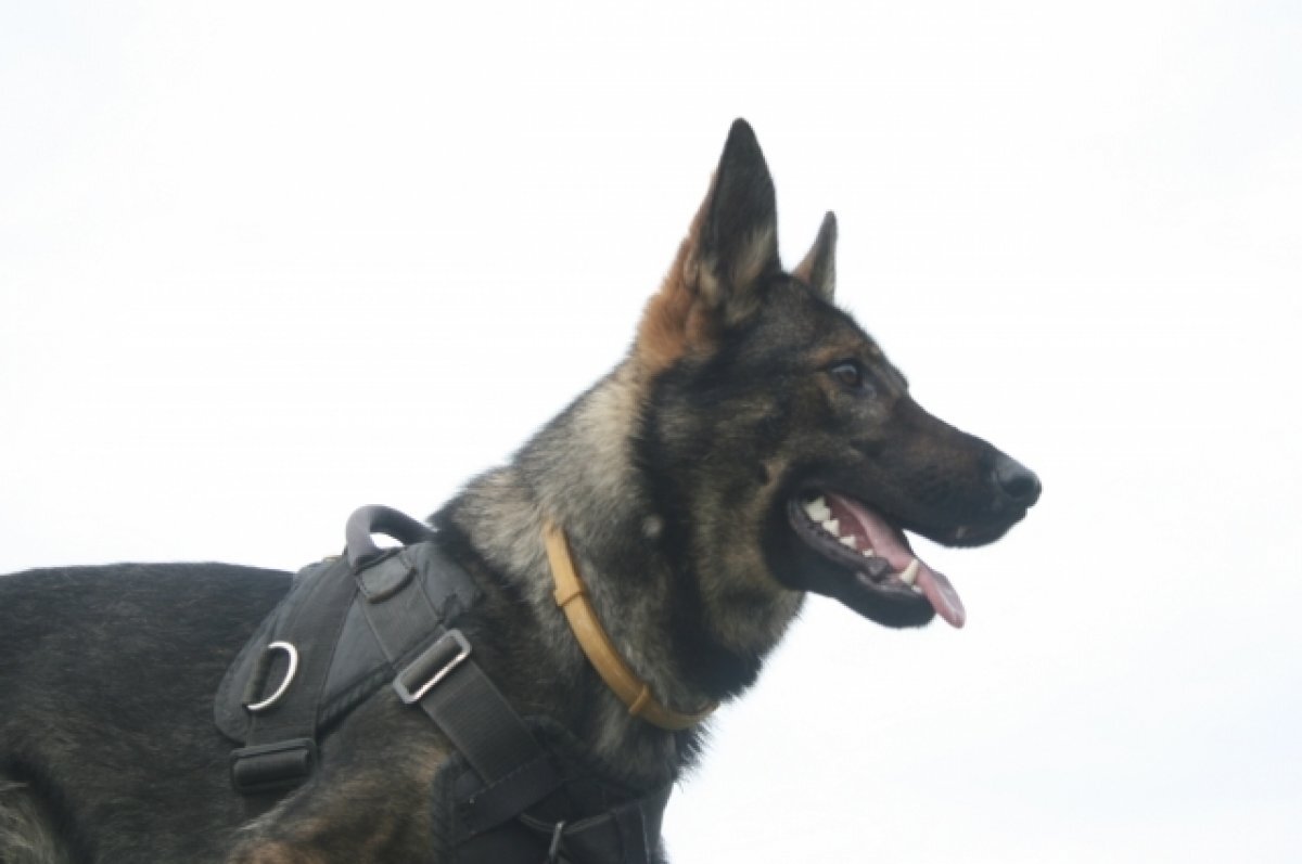    В Великобритании собака разоблачила серийного педофила