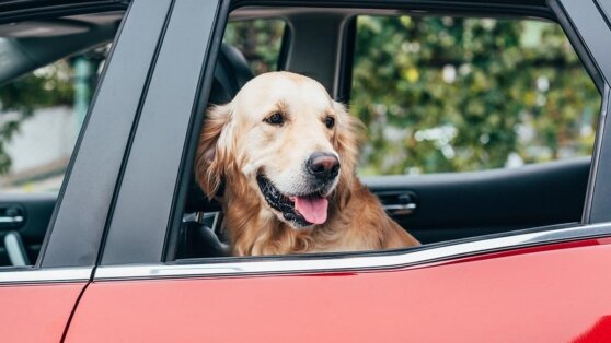    Кинолог рассказал, как снизить стресс у собаки при переезде с дачи в город Дмитрий Коптев