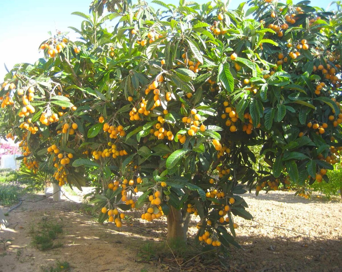 Дерево испанской локвы в сезон - май в Испании